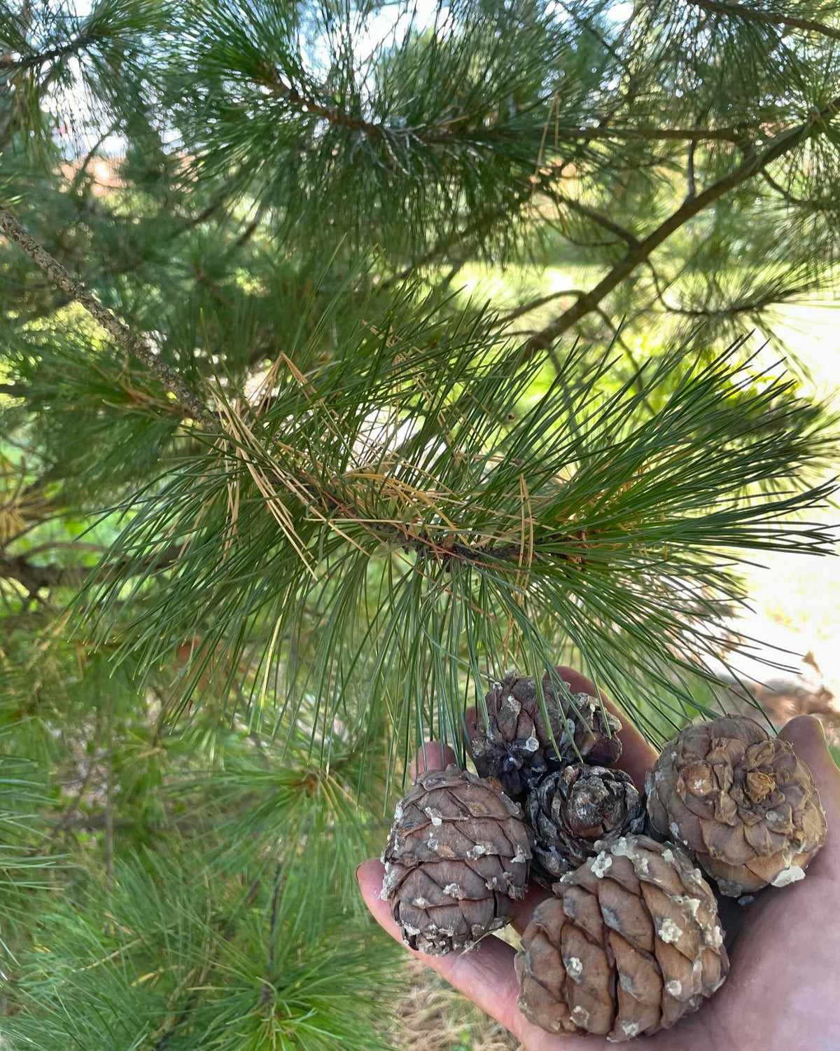 some kind of stone pine, brought from Switzerland, grows well in zone 3 / -40C, image 3 of 6