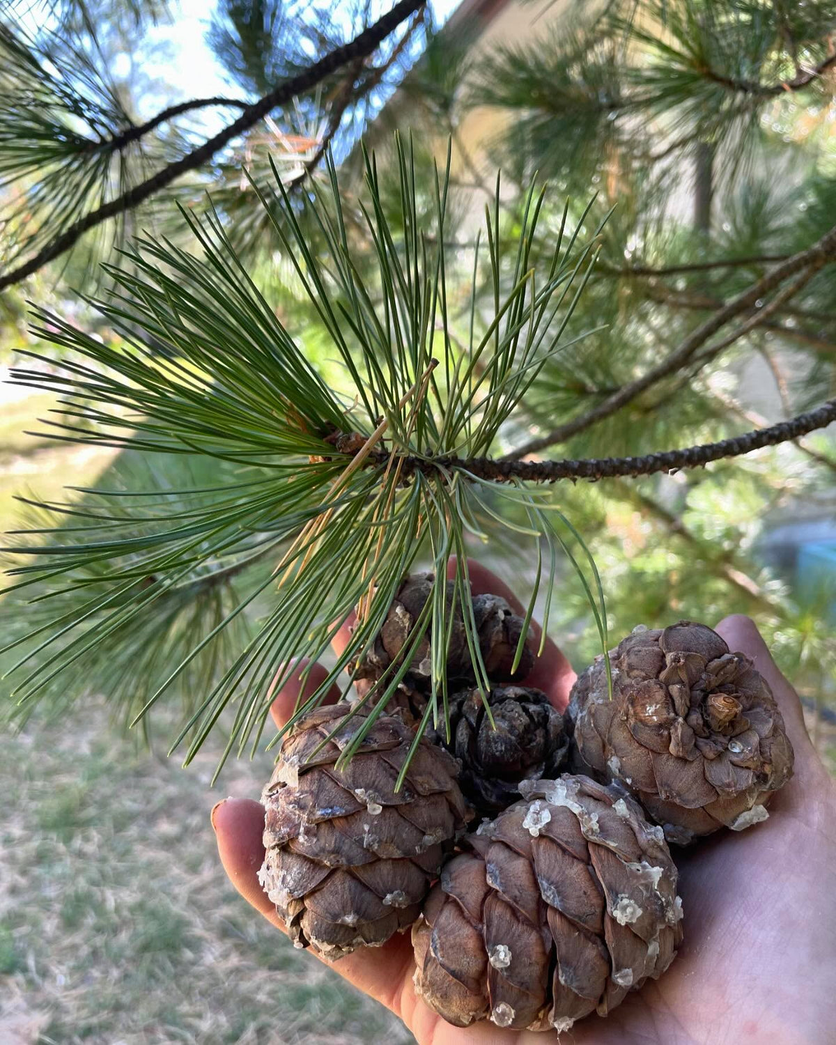 some kind of stone pine, brought from Switzerland, grows well in zone 3 / -40C, image 4 of 6