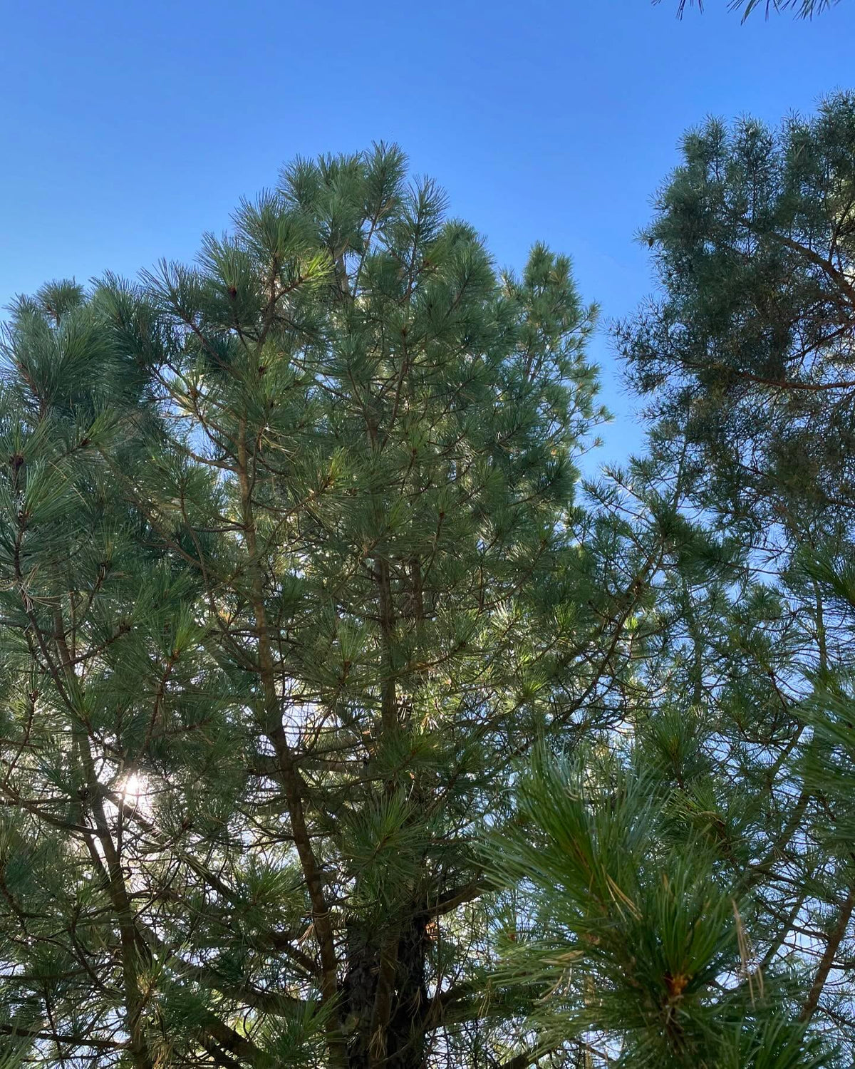 some kind of stone pine, brought from Switzerland, grows well in zone 3 / -40C, image 5 of 6