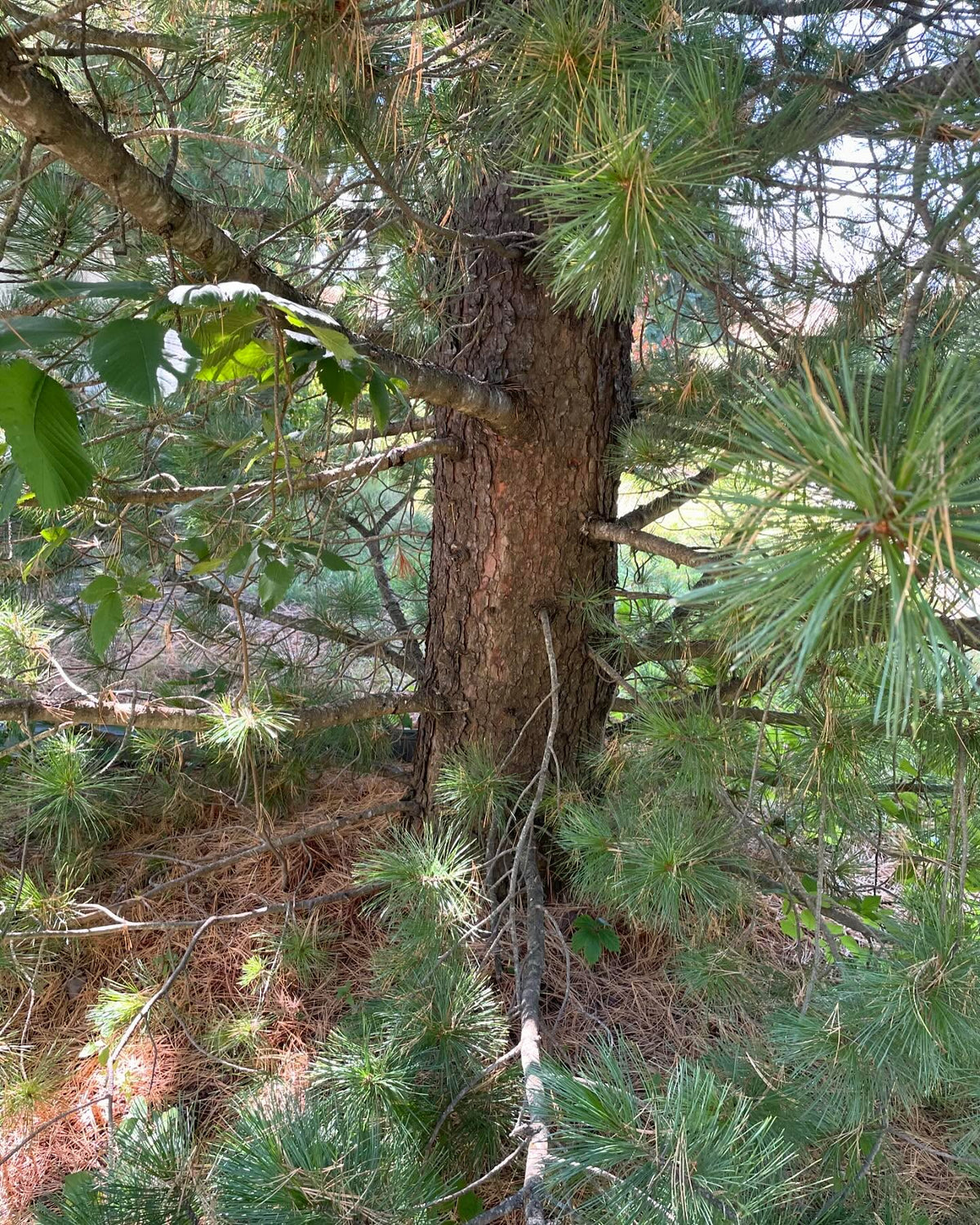 some kind of stone pine, brought from Switzerland, grows well in zone 3 / -40C, image 6 of 6