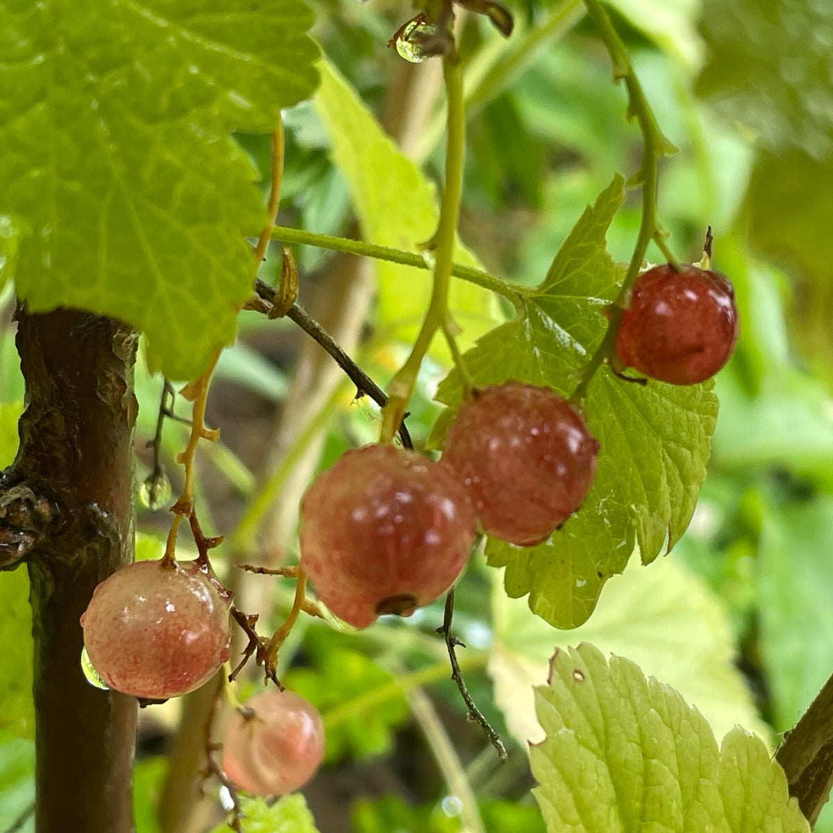 some late hanging berries, pink champaign currant, ben connan currant, poorman gooseberry, image 1 of 3