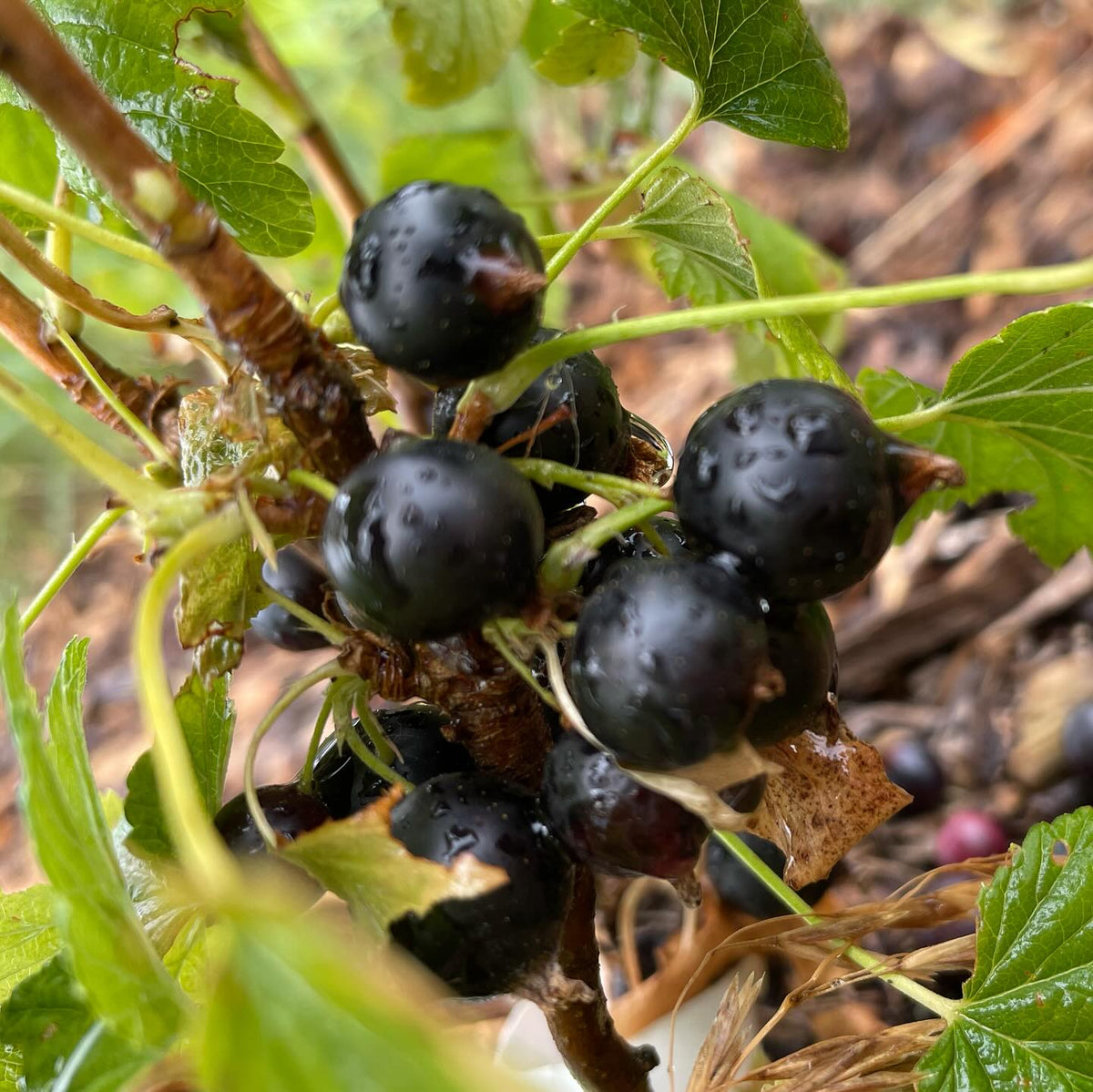 some late hanging berries, pink champaign currant, ben connan currant, poorman gooseberry, image 2 of 3