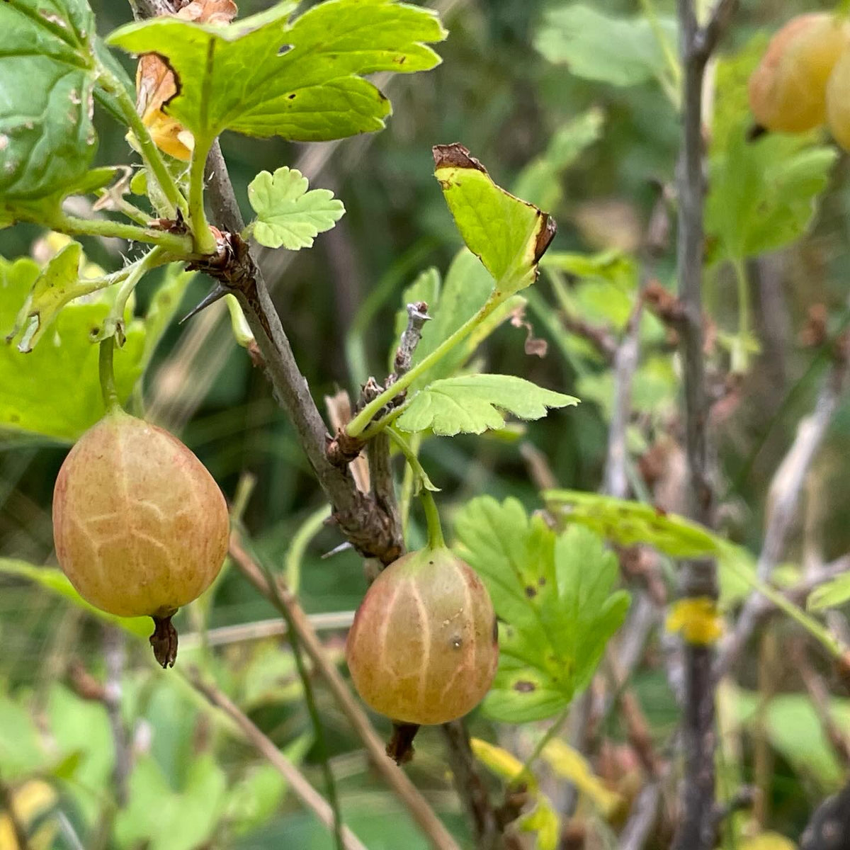 some late hanging berries, pink champaign currant, ben connan currant, poorman gooseberry, image 3 of 3