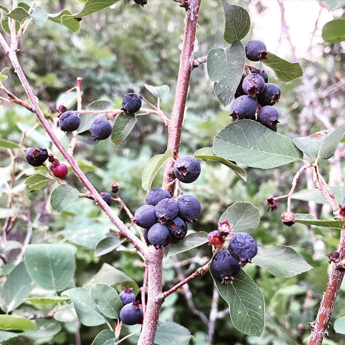 some late hanging saskatoons near end of their season, which runs end of June to late July here on the Canadian prairies