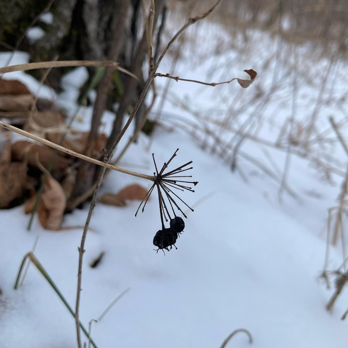 some late hanging wild sarsaparilla seeds