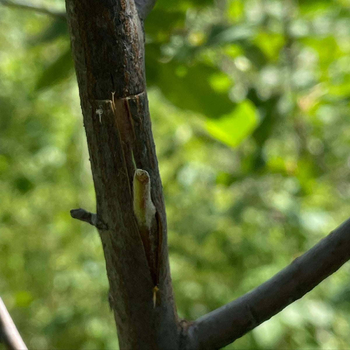 some late summer t budding, apple on saskatoon