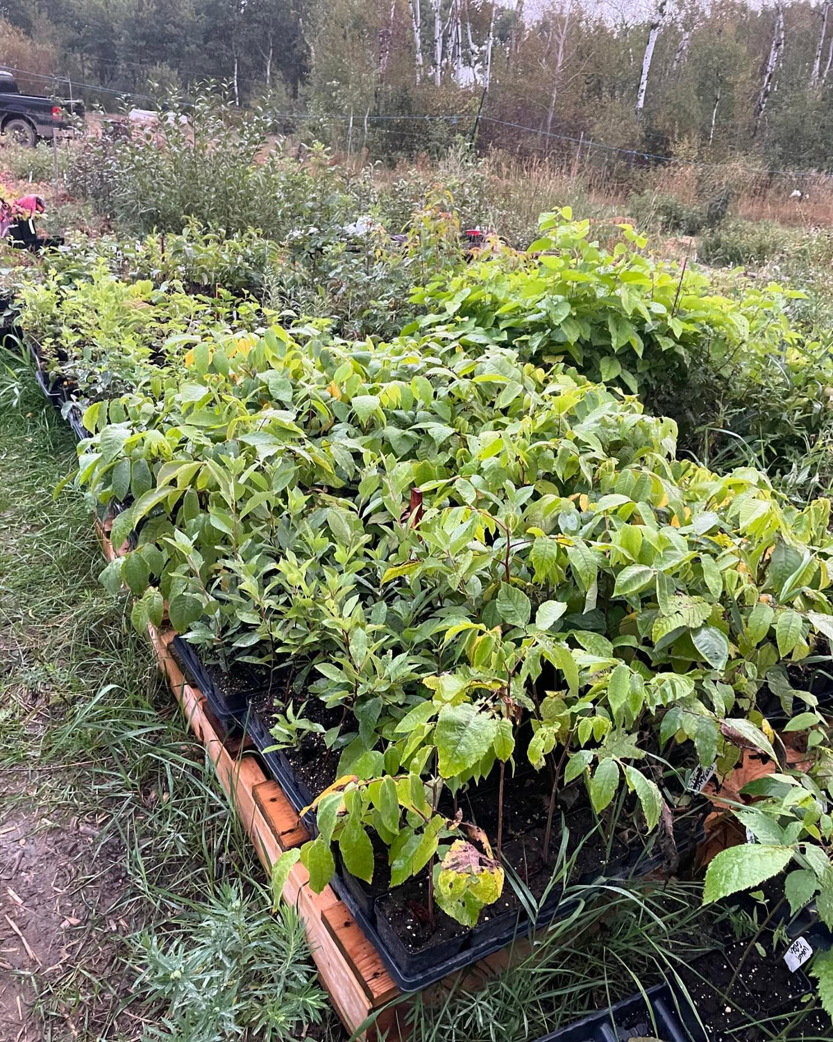 some of the plants in our fall sale, running for a couple more weeks, image 1 of 5