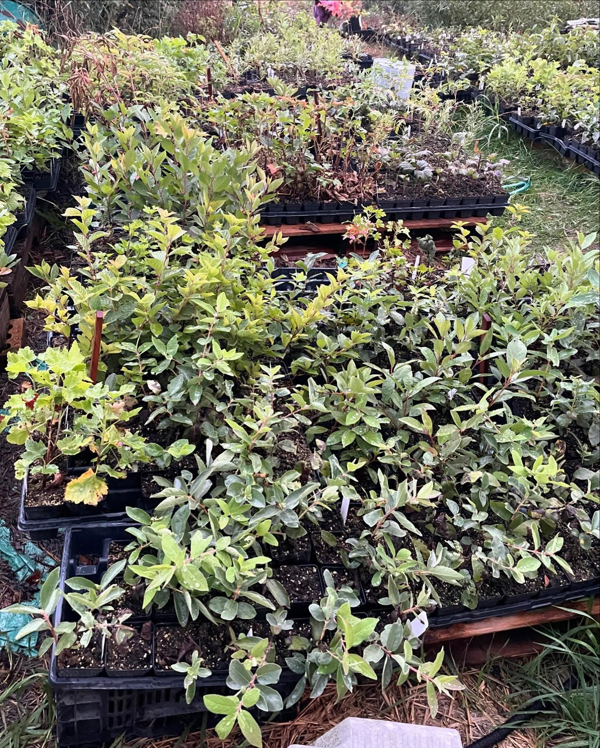 some of the plants in our fall sale, running for a couple more weeks, image 2 of 5