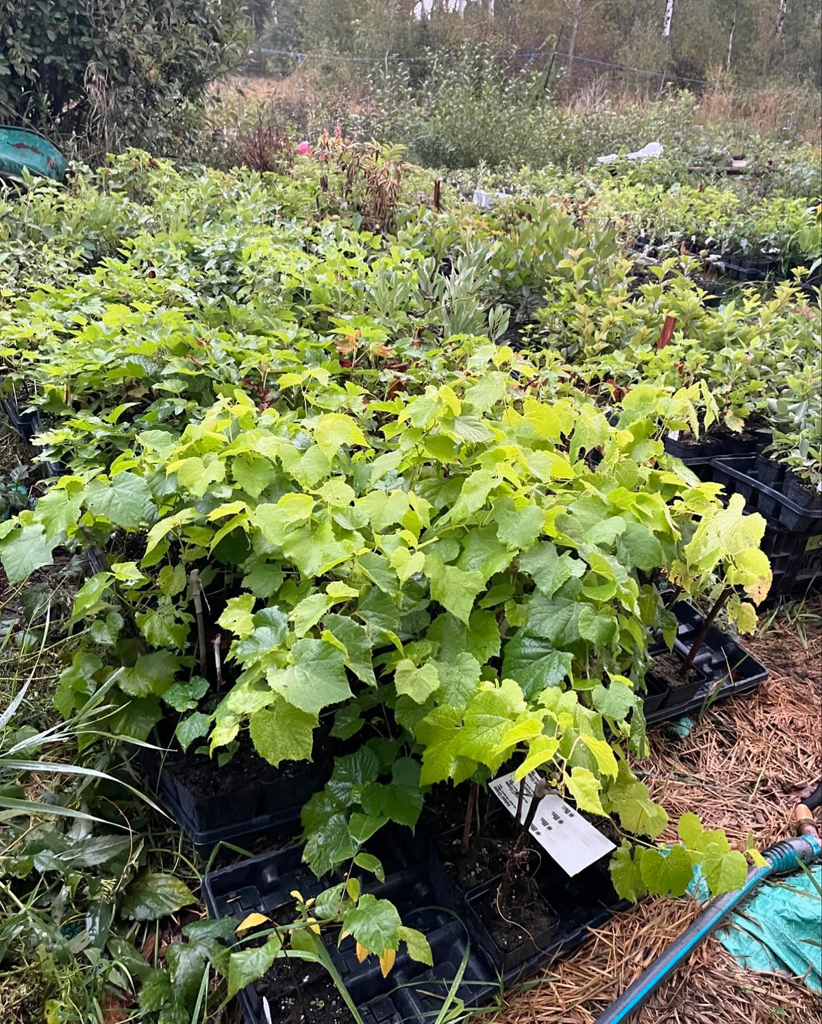 some of the plants in our fall sale, running for a couple more weeks, image 3 of 5