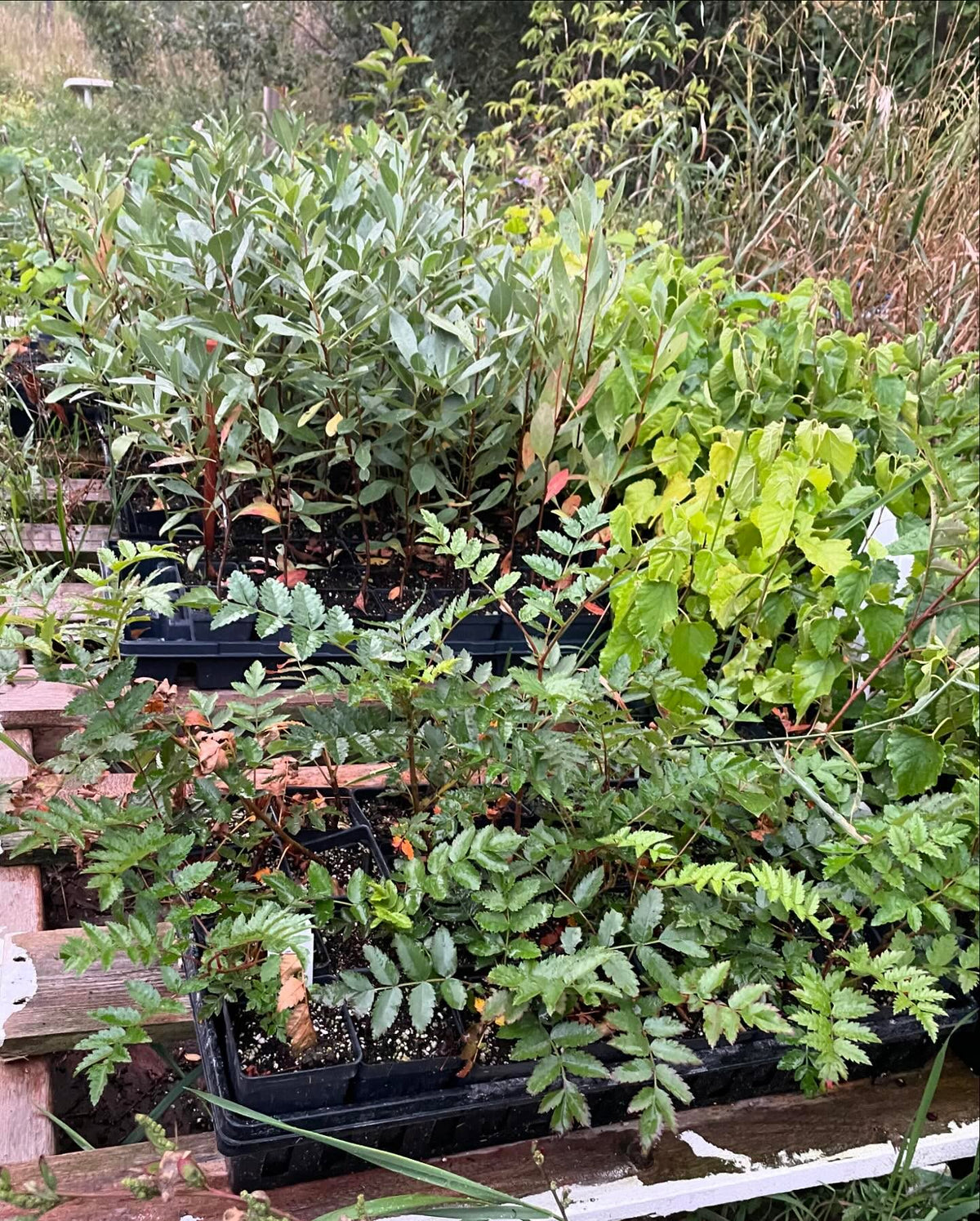 some of the plants in our fall sale, running for a couple more weeks, image 4 of 5