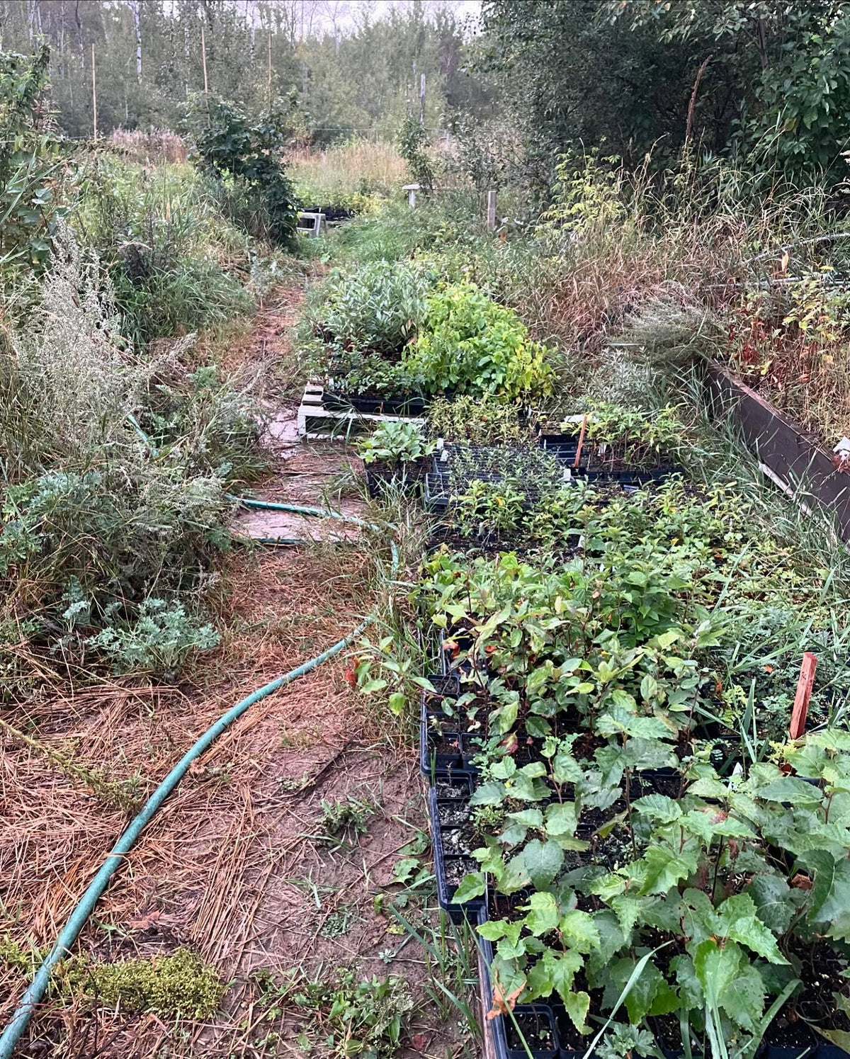 some of the plants in our fall sale, running for a couple more weeks, image 5 of 5