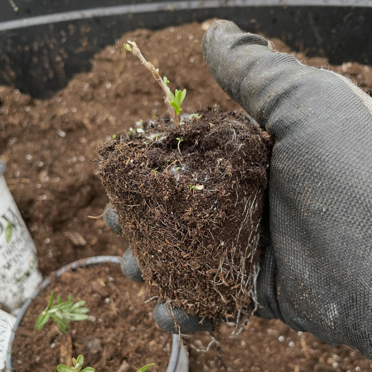 some plants are graded into a small not for sale size in the first year, chuyskaya sea buckthorn here getting potted up, image 1 of 3