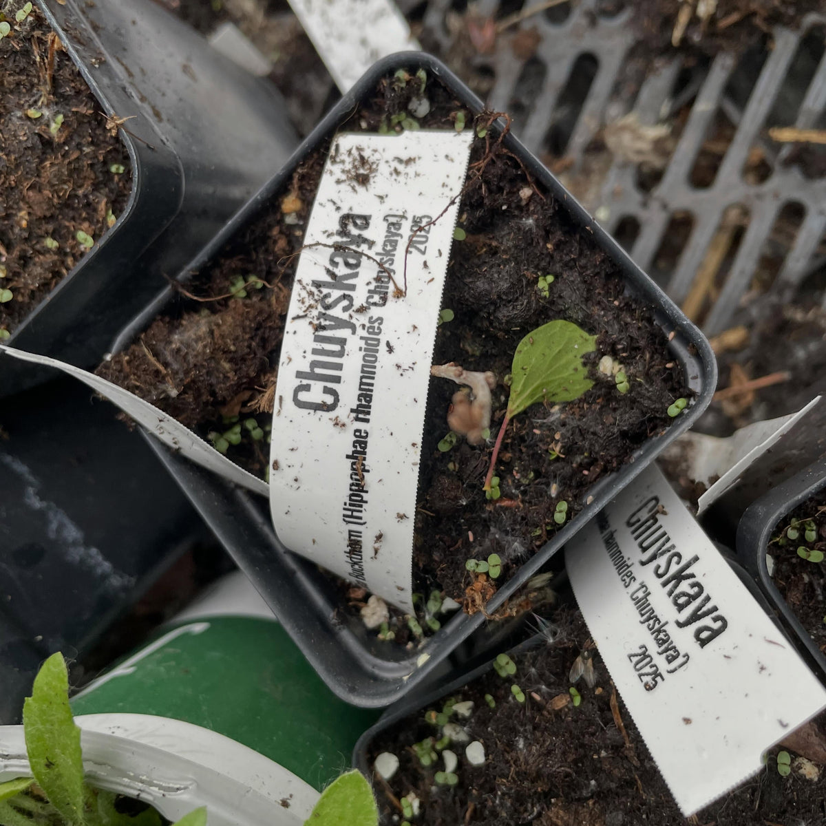 some plants are graded into a small not for sale size in the first year, chuyskaya sea buckthorn here getting potted up, image 2 of 3