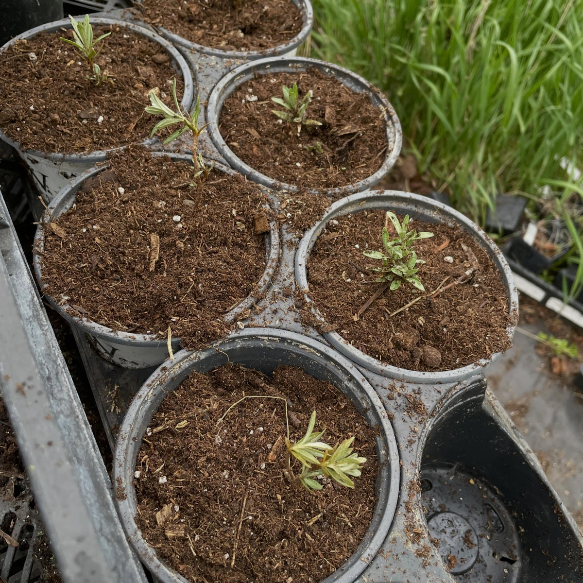 some plants are graded into a small not for sale size in the first year, chuyskaya sea buckthorn here getting potted up, image 3 of 3