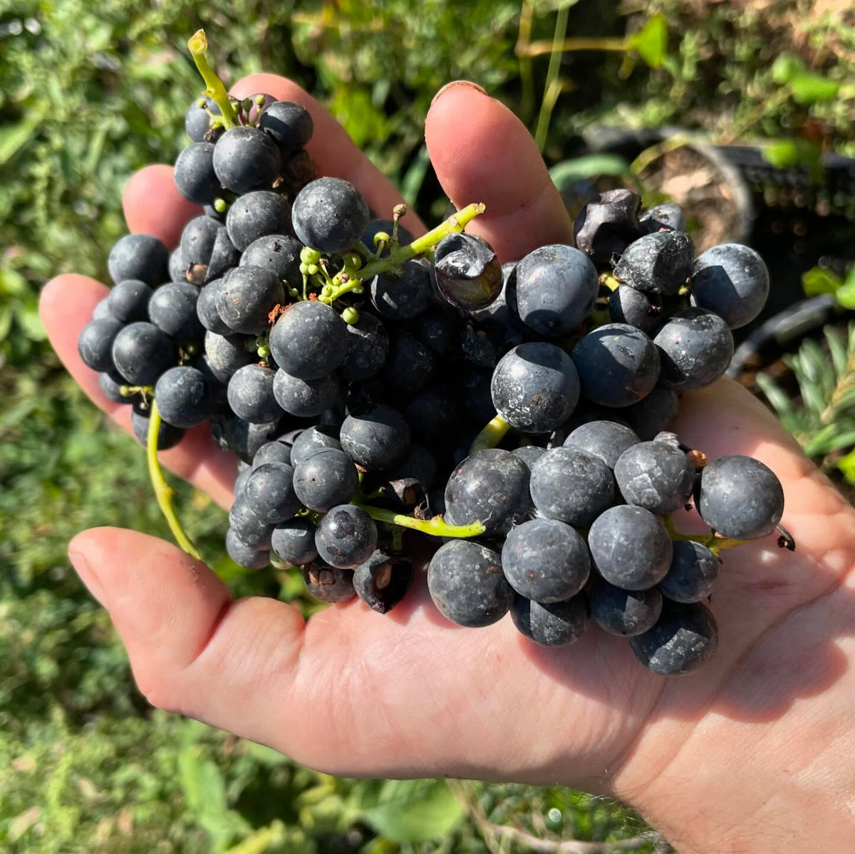 some potted grapes, minnesota 78 very similar to valiant, image 1 of 2