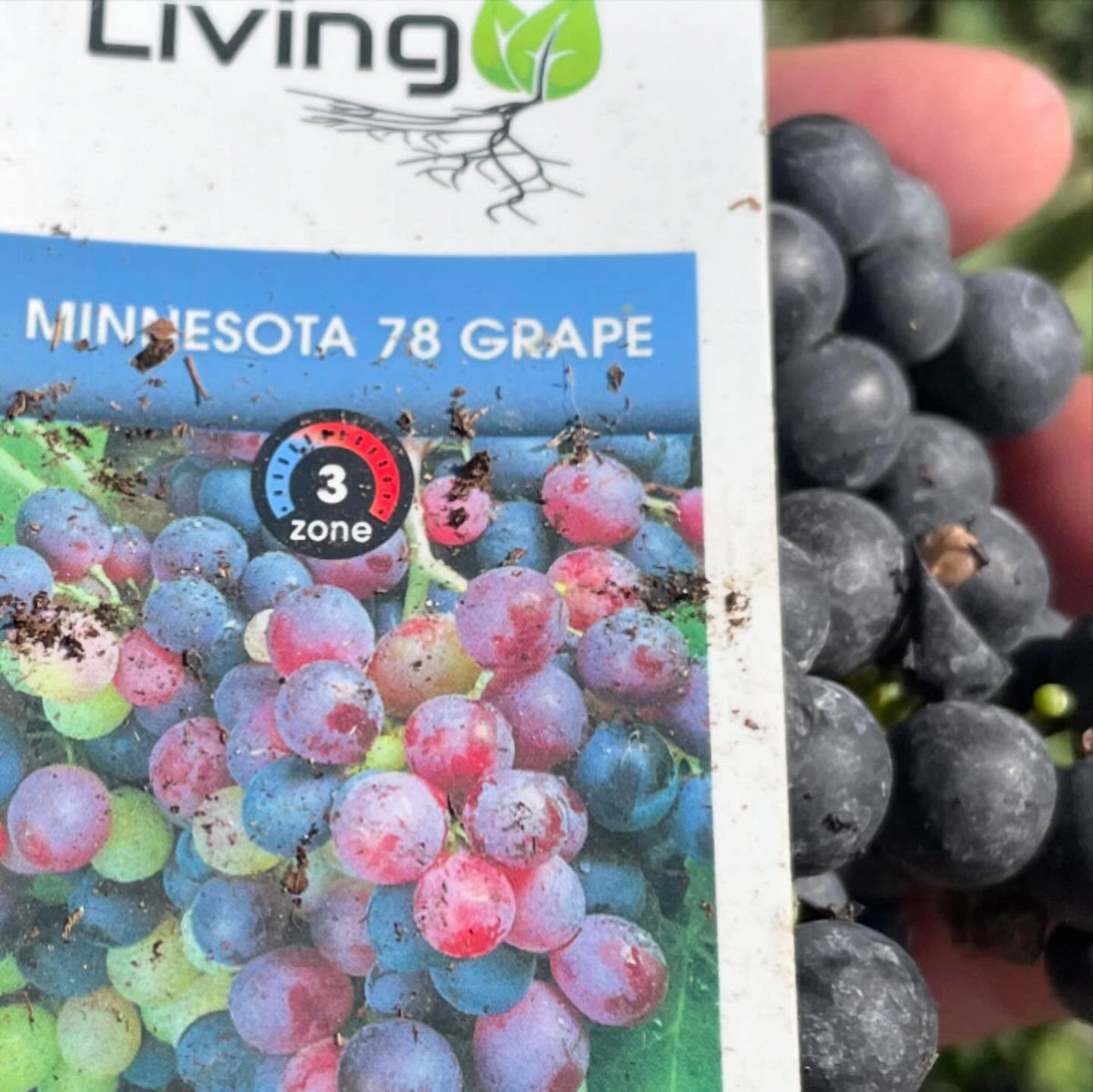 some potted grapes, minnesota 78 very similar to valiant, image 2 of 2