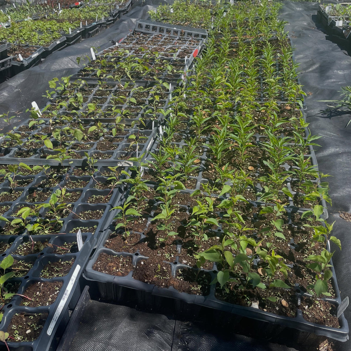 some seedlings sizing up, siberian peaches and manchurian apricots have been taking off in large plug trays