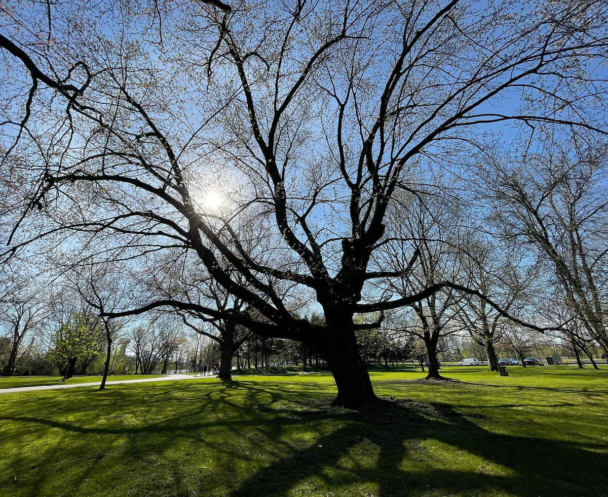some very large maple trees at woodbine beach in Toronto #woodbinebeach, image 1 of 3