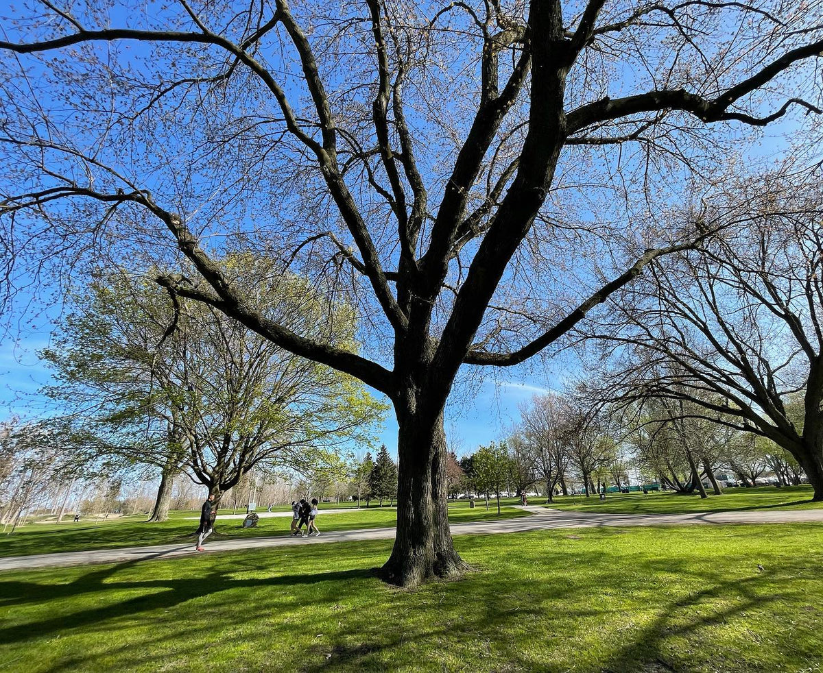 some very large maple trees at woodbine beach in Toronto #woodbinebeach, image 2 of 3