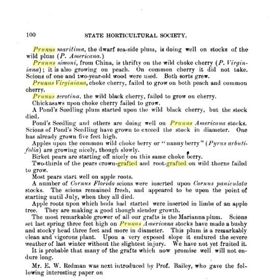 someone else noticed you can graft toka (prunus simonii hybrid) to chokecherry… in 1887 in this update from the michigan
