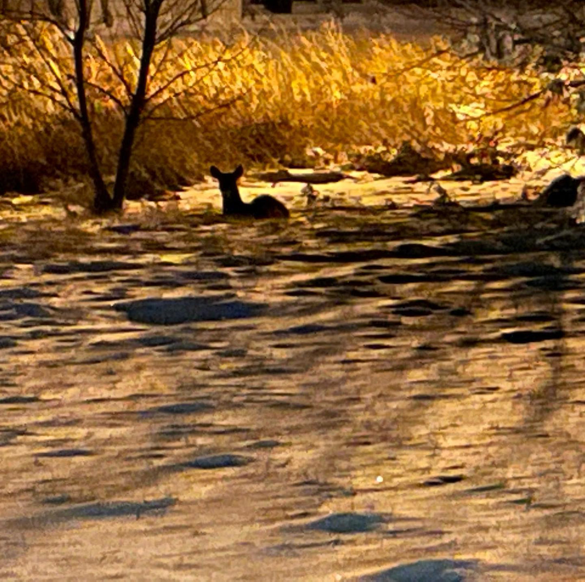 someone was sleeping in this cozy spot #deer #whitetail