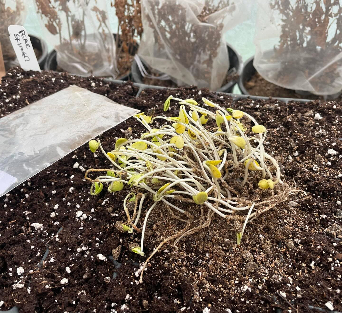 sometimes tree seeds get very sprouty before I can plant them, here is pear, nanking cherry, plum, chokecherry, image 1 of 5