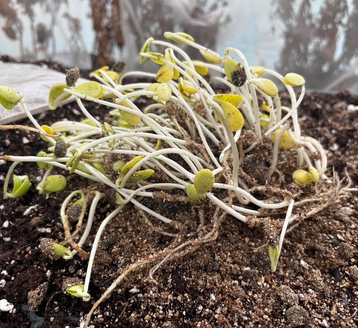 sometimes tree seeds get very sprouty before I can plant them, here is pear, nanking cherry, plum, chokecherry, image 2 of 5