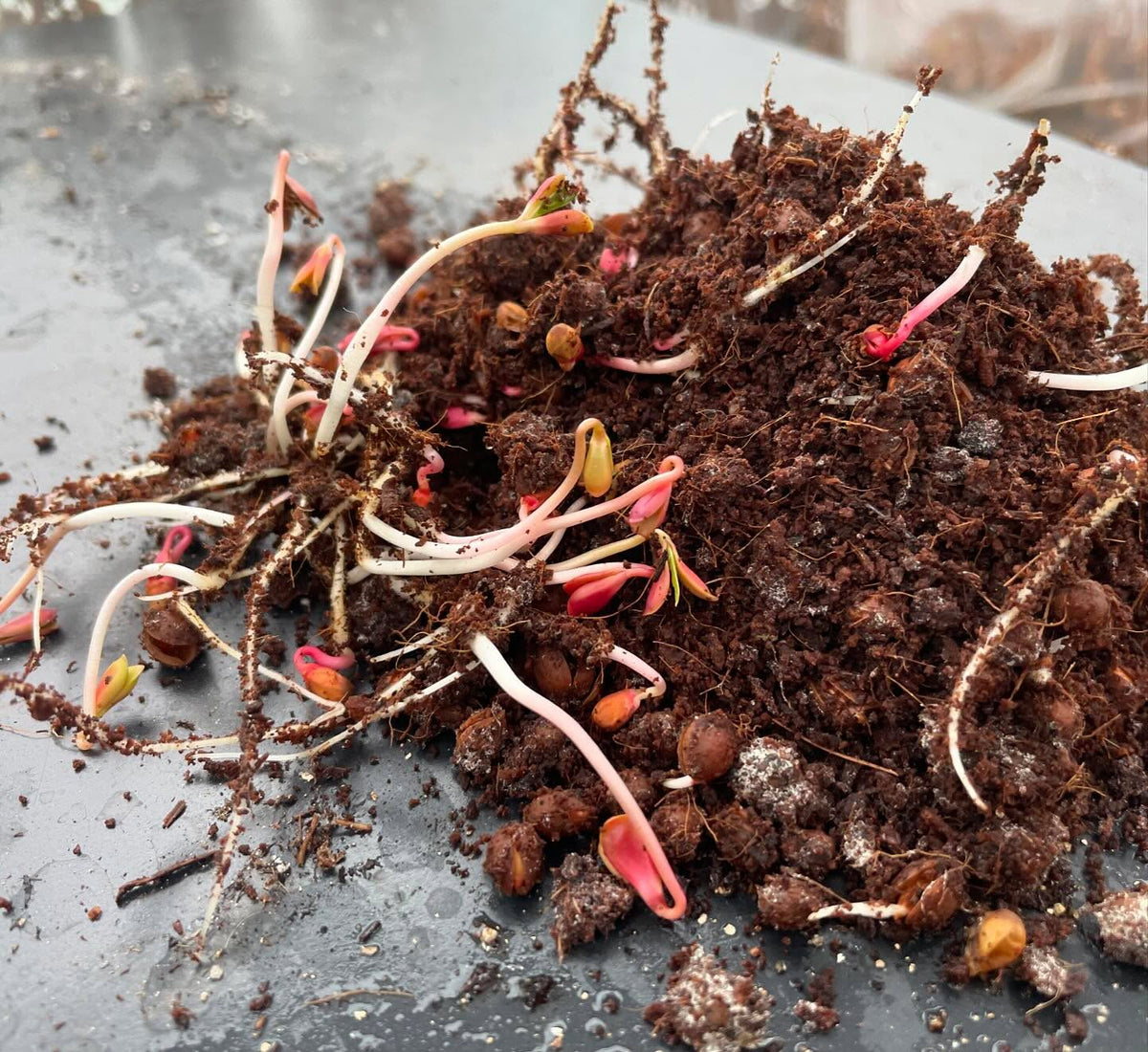 sometimes tree seeds get very sprouty before I can plant them, here is pear, nanking cherry, plum, chokecherry, image 3 of 5