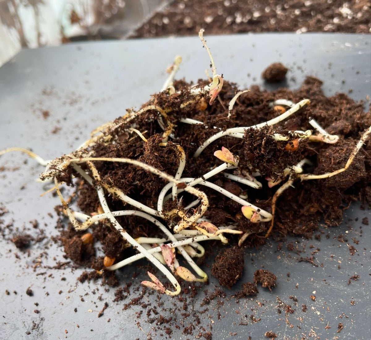 sometimes tree seeds get very sprouty before I can plant them, here is pear, nanking cherry, plum, chokecherry, image 4 of 5