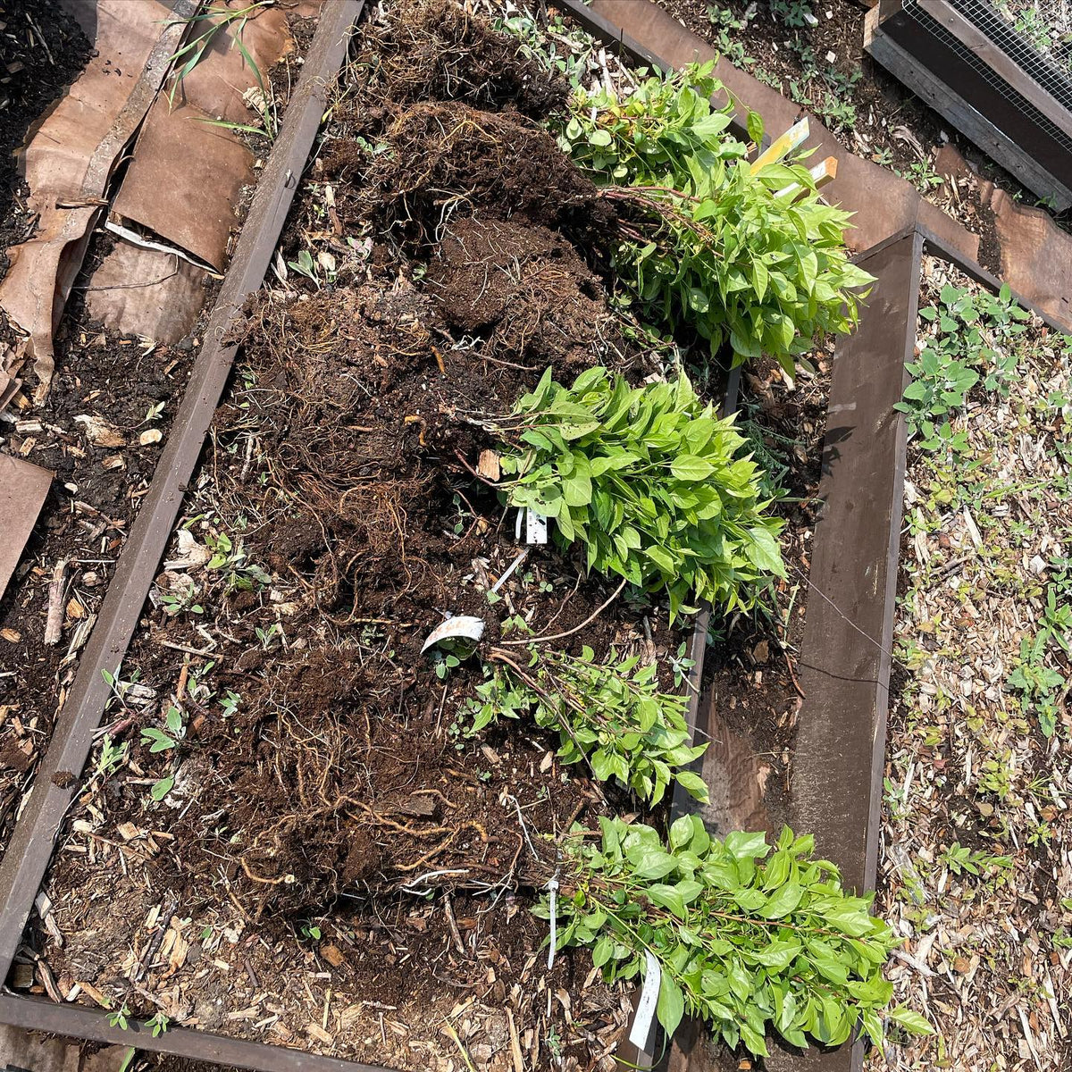 sometimes you forget to plant a hundred apple trees, image 1 of 4