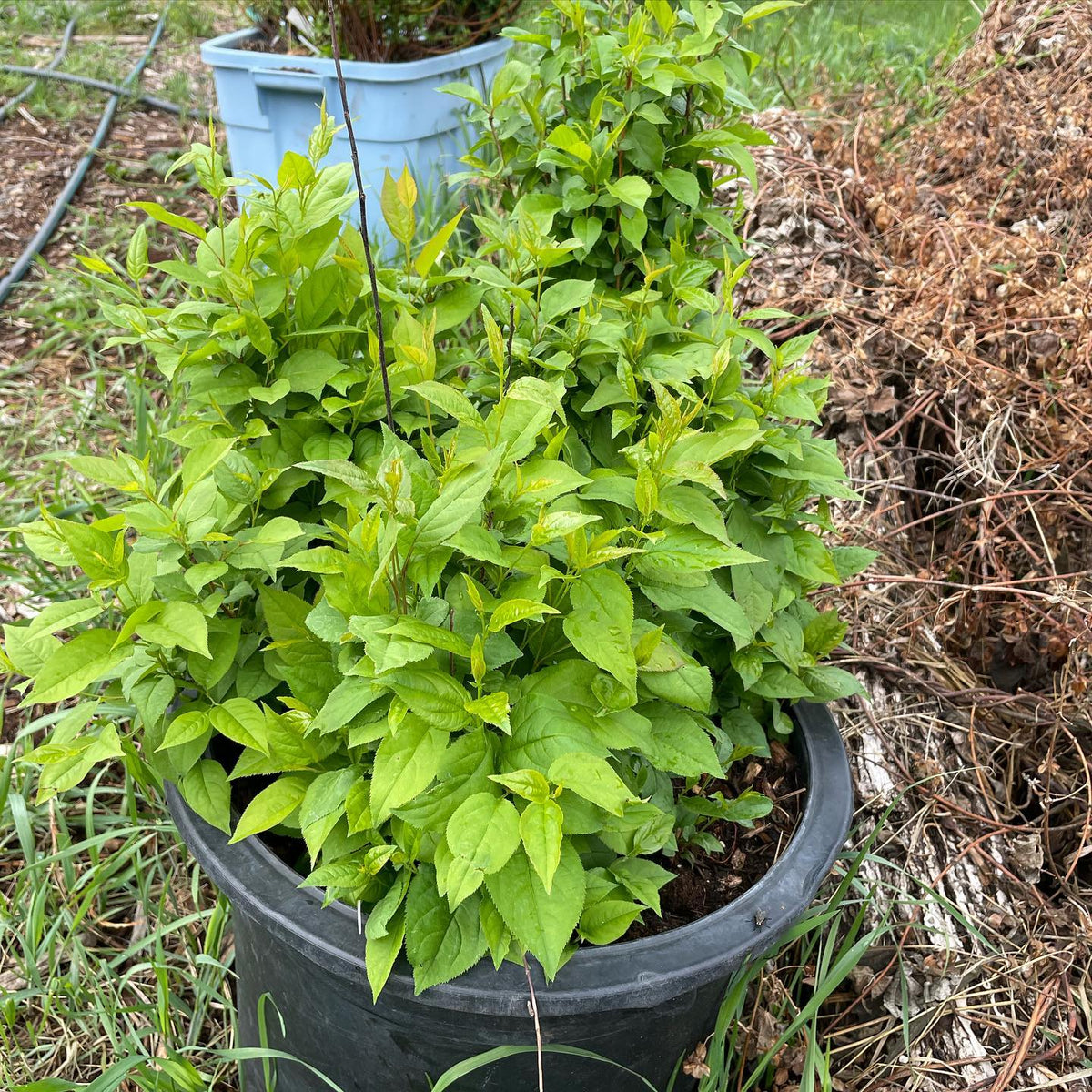 sometimes you forget to plant a hundred apple trees, image 2 of 4