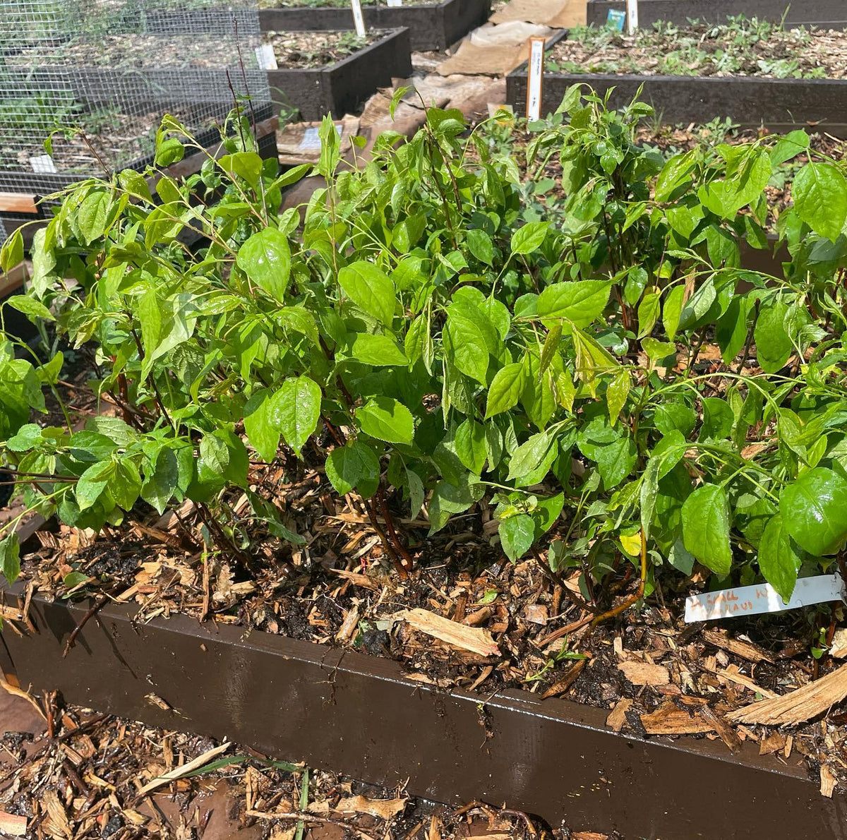 sometimes you forget to plant a hundred apple trees, image 3 of 4