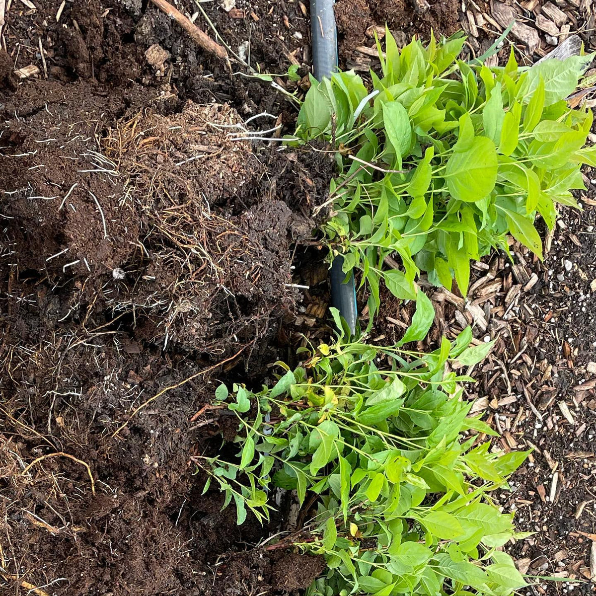sometimes you forget to plant a hundred apple trees, image 4 of 4