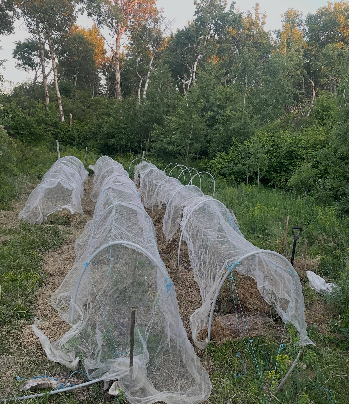 sorting out isolation rows for tomatoes