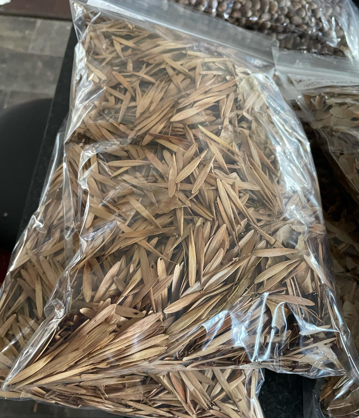 sorting some trees seeds, green ash, boxelder, american elm, image 1 of 3