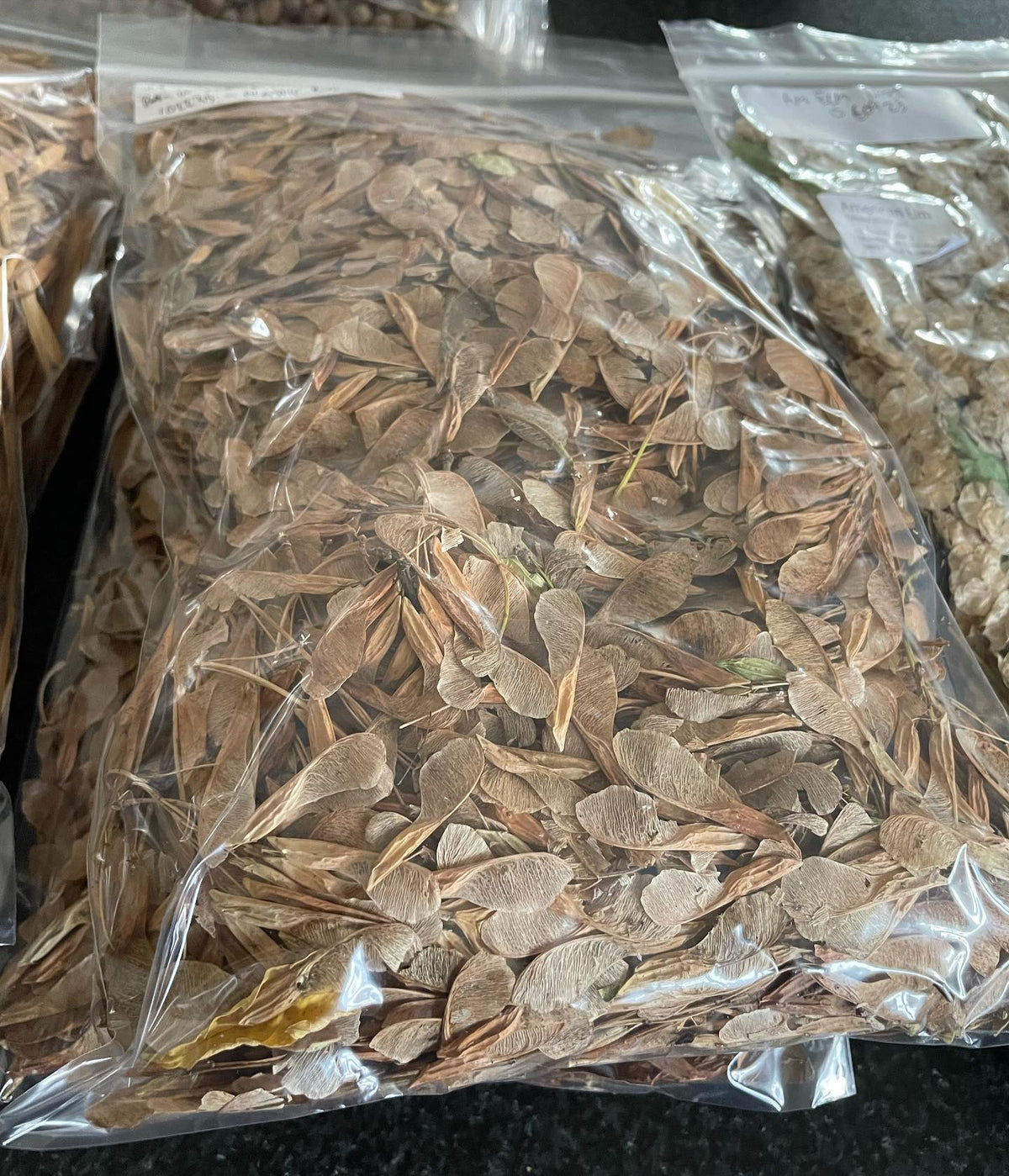 sorting some trees seeds, green ash, boxelder, american elm, image 2 of 3