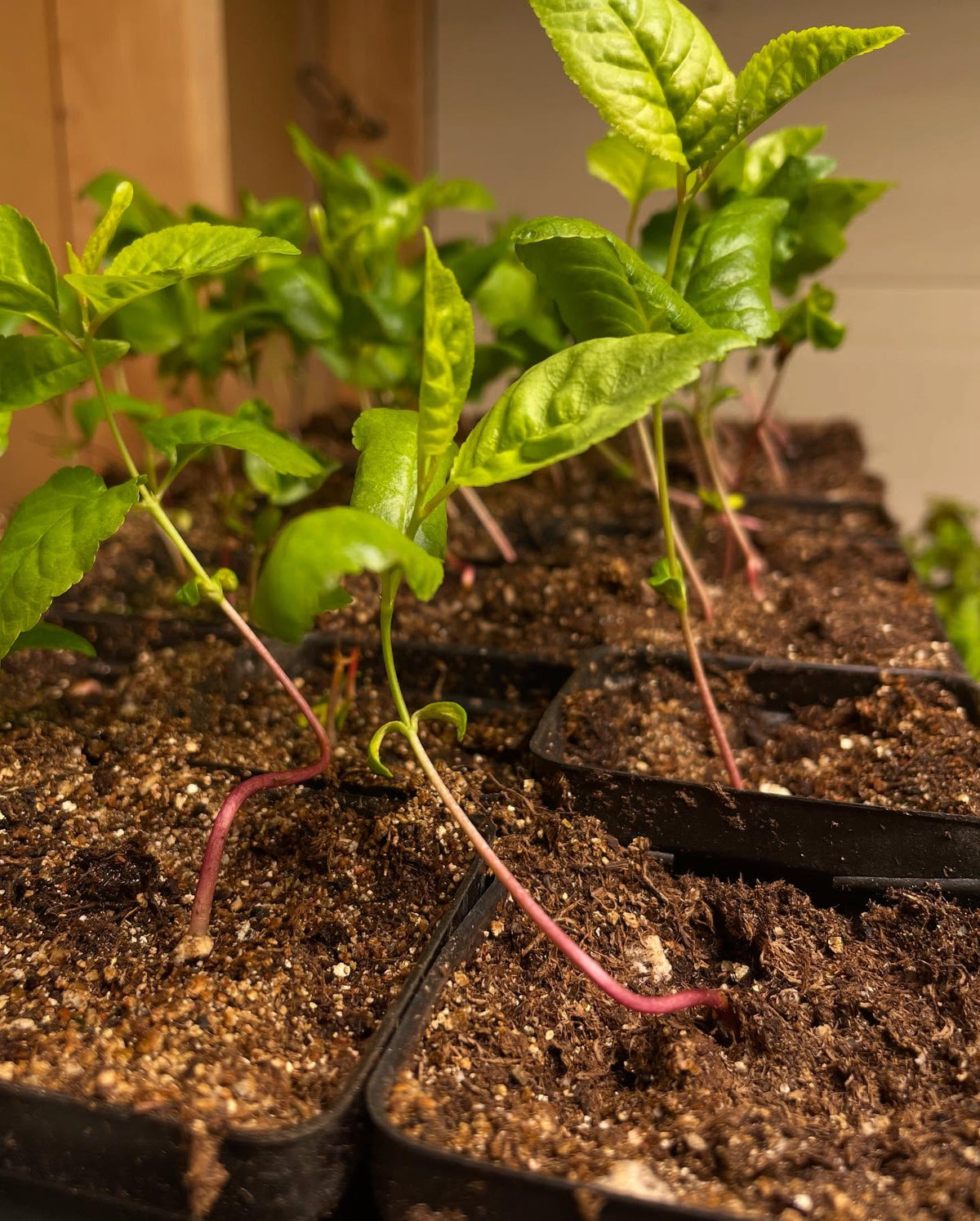 sour cherries just a few weeks old, collected from romance series varieties, image 1 of 2