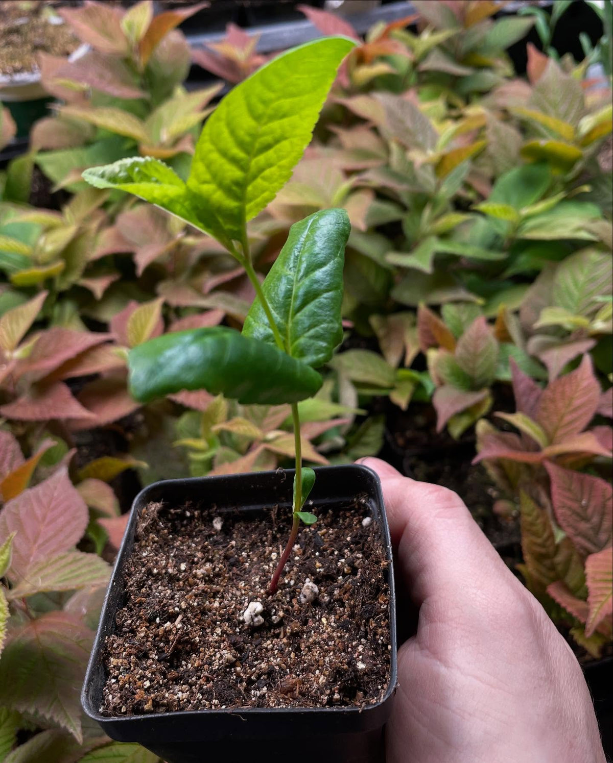 sour cherries just a few weeks old, collected from romance series varieties, image 2 of 2