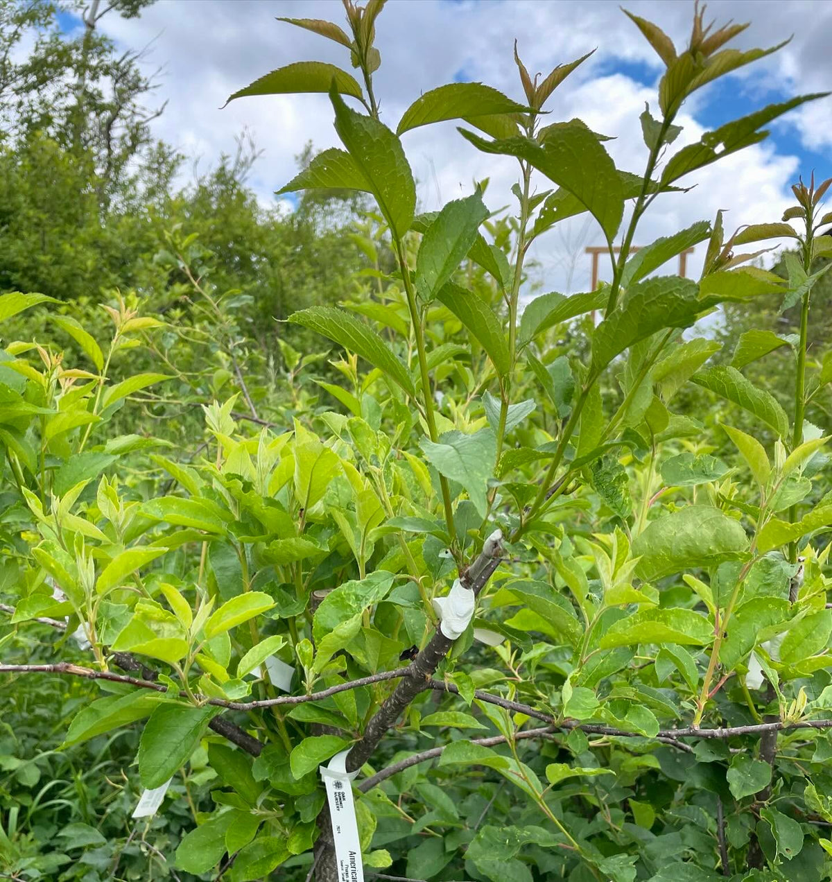 spring american wild plum grafts onto chokecherry, image 1 of 2