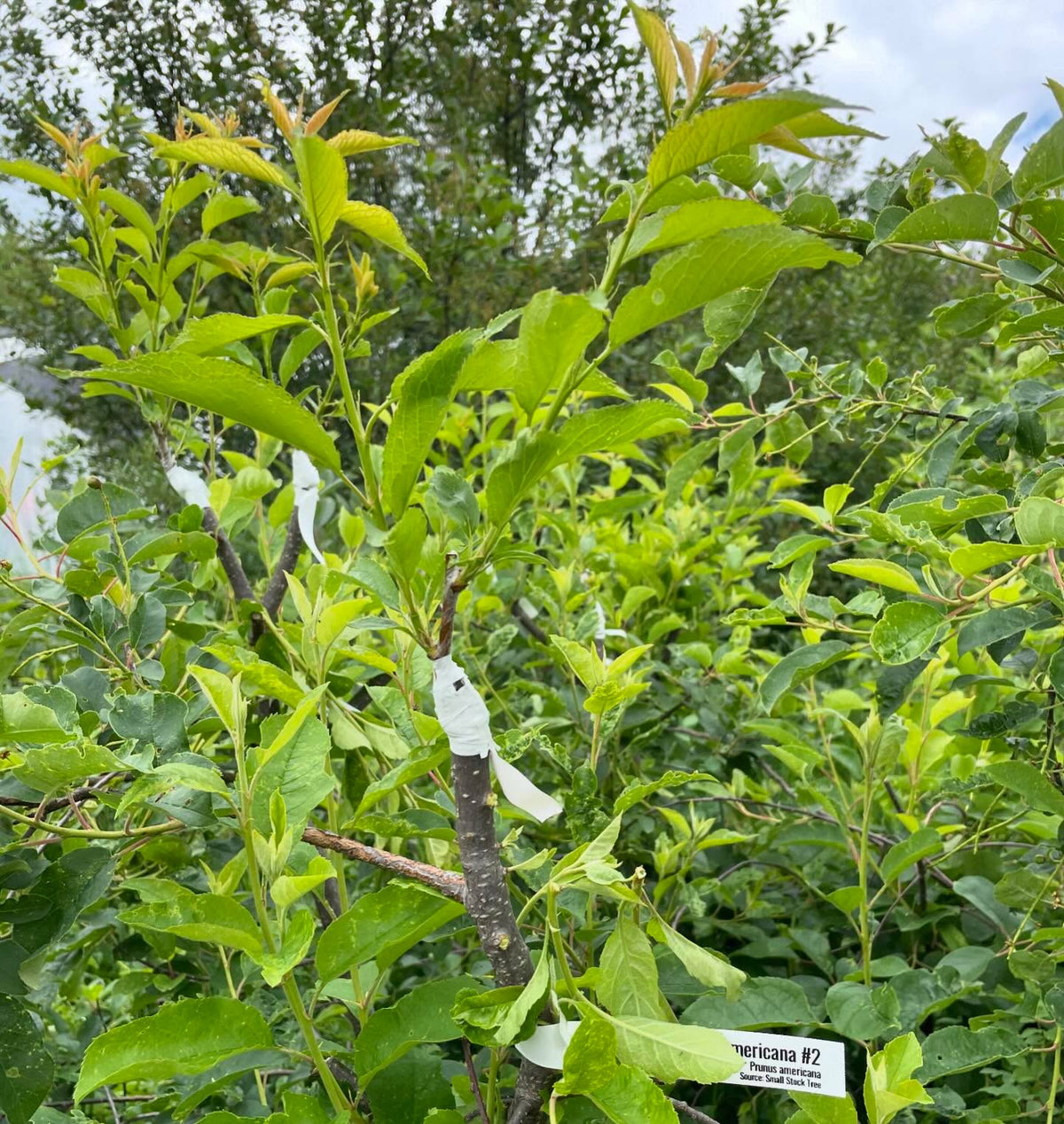 spring american wild plum grafts onto chokecherry, image 2 of 2