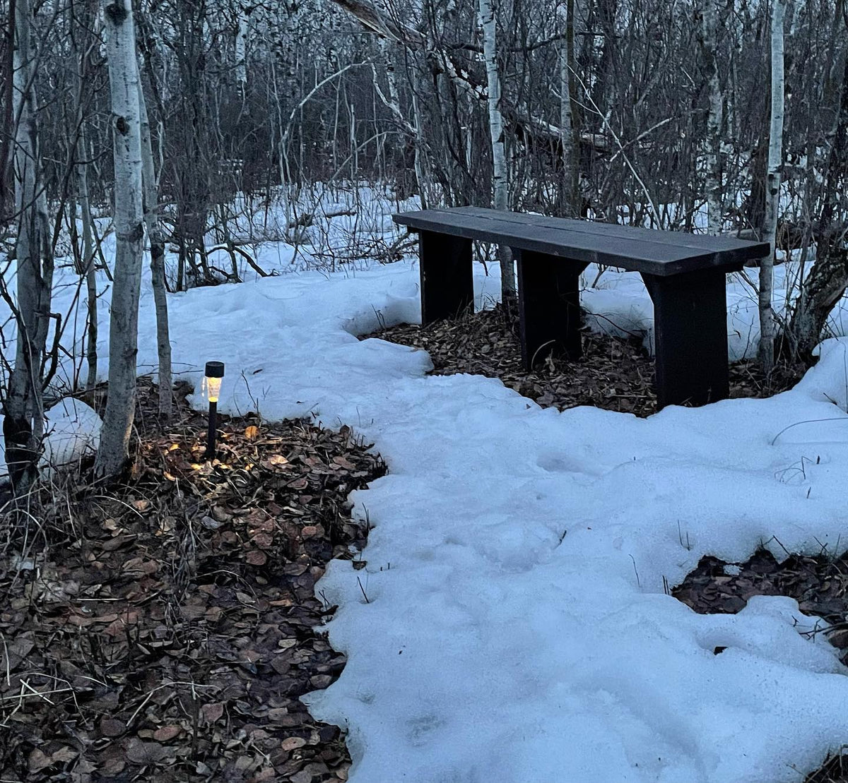 spring thaw on my favourite forest trail