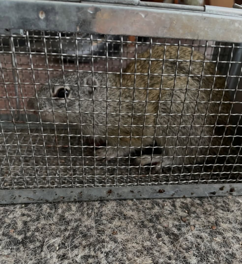 squirrel number five getting relocated to another part of the forest