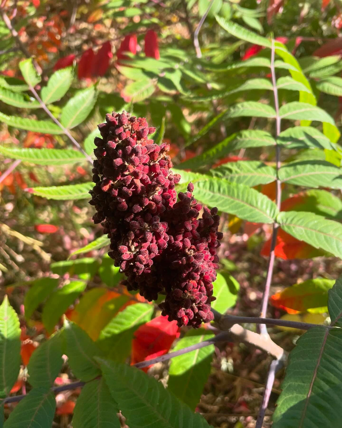 stand of smooth sumac, I think, image 1 of 4