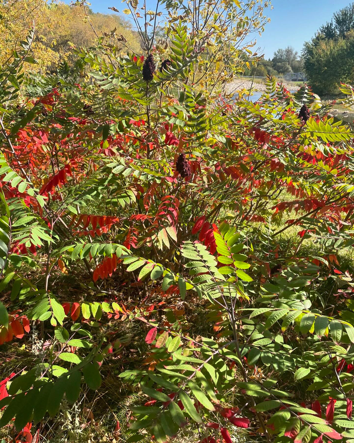 stand of smooth sumac, I think, image 2 of 4
