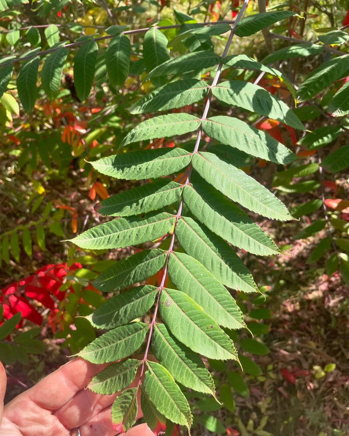 stand of smooth sumac, I think, image 3 of 4