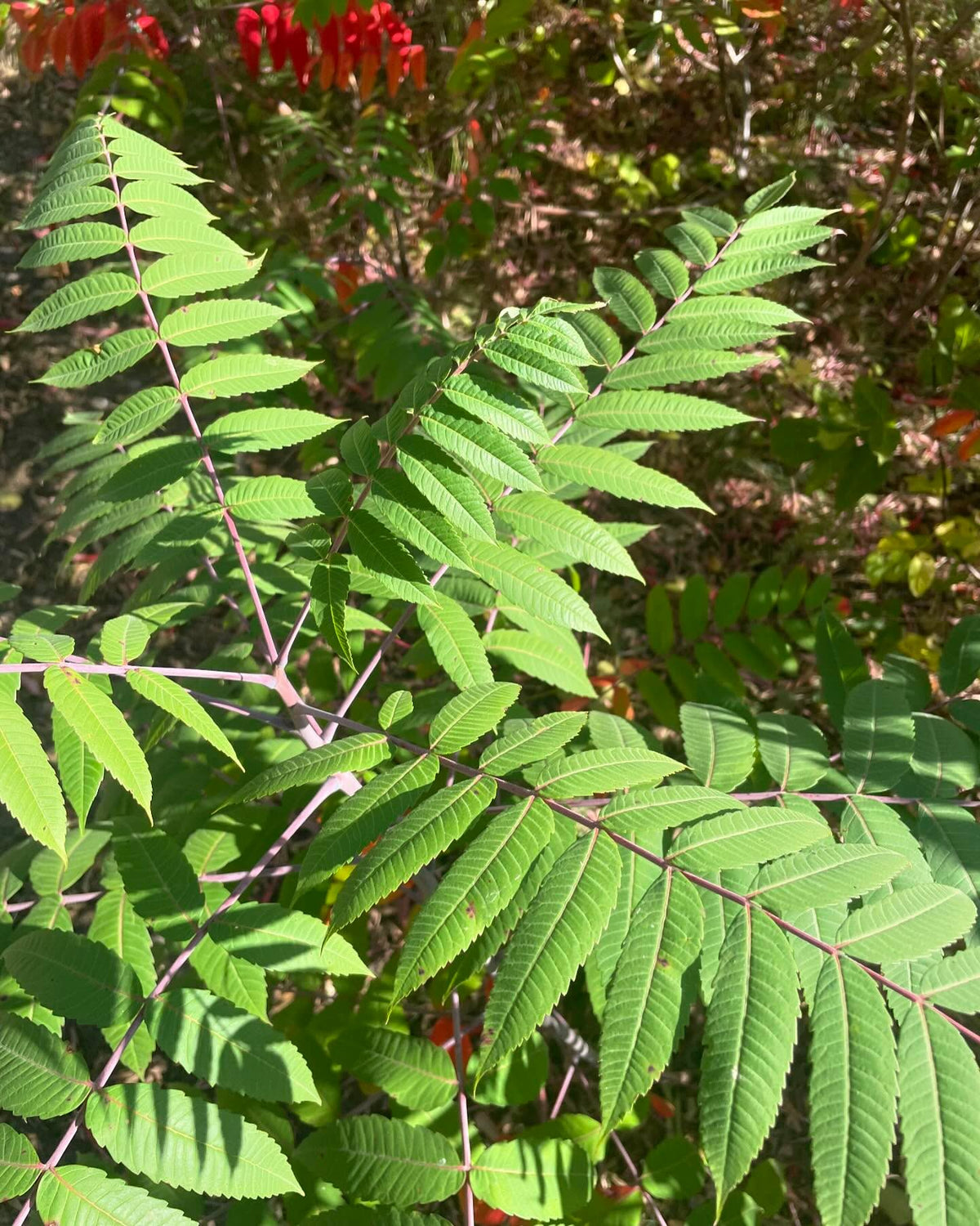 stand of smooth sumac, I think, image 4 of 4