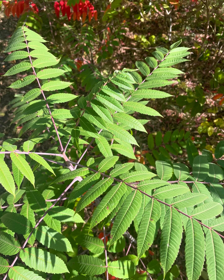 stand of smooth sumac, I think, image 4 of 4