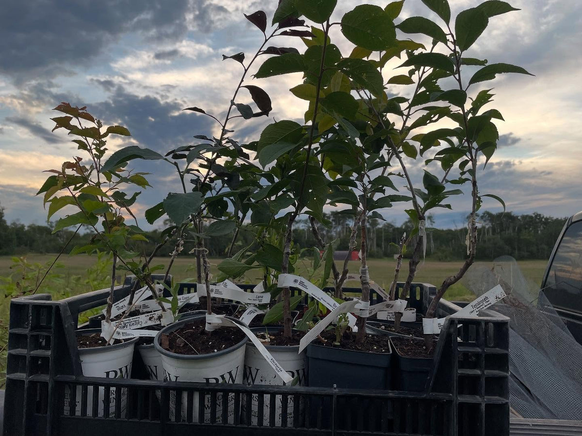 started some orchard rows of plums and a block of apples, image 1 of 4