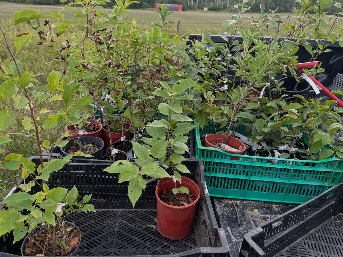 started some orchard rows of plums and a block of apples, image 2 of 4