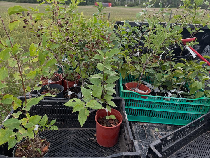 started some orchard rows of plums and a block of apples, image 2 of 4